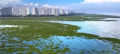 क्या चीन ने '14वीं पंचवर्षीय योजना' के तहत मैंग्रोव निर्माण कार्य समय से पहले पूरा कर लिया?