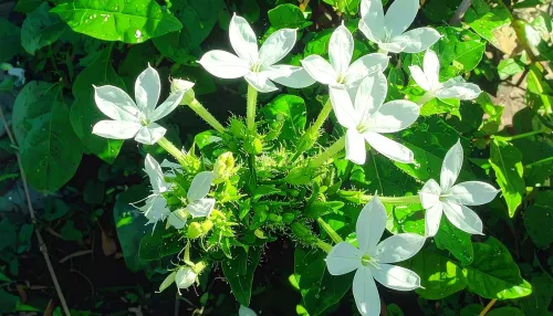 क्या चित्रक आयुर्वेद की वह जड़ी-बूटी है, जो पेट से लेकर जोड़ों तक सबका ख्याल रखती है?