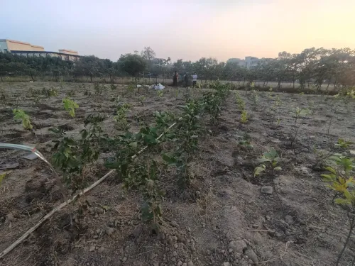 क्या सीआईएसएफ-एसएसजी ने ग्रुप कैंपस में पौधरोपण का अभियान चलाया?