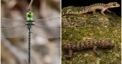 CM Assam Office Flags New Gecko, Dragonfly Finds in Northeast