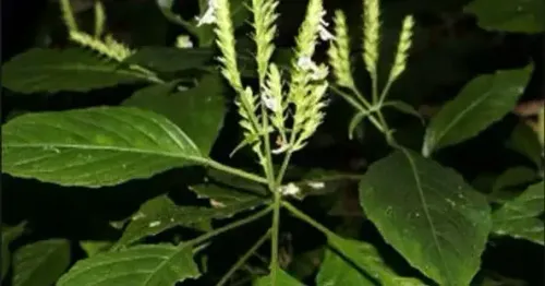 CM Assam Office: Rare Plant Rediscovered in Jatinga Hills