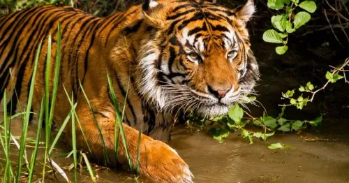 CM Assam: Tiger count rises fourfold at Nameri Reserve