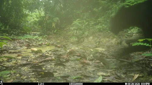 CM Himanta flags Assam's first Black Panther camera-trap sighting