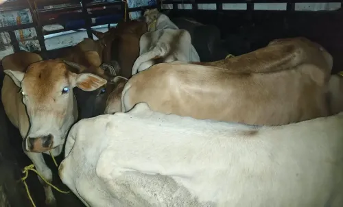 CM Himanta Flags Cattle Smuggling Bust in Assam's Gossaigaon