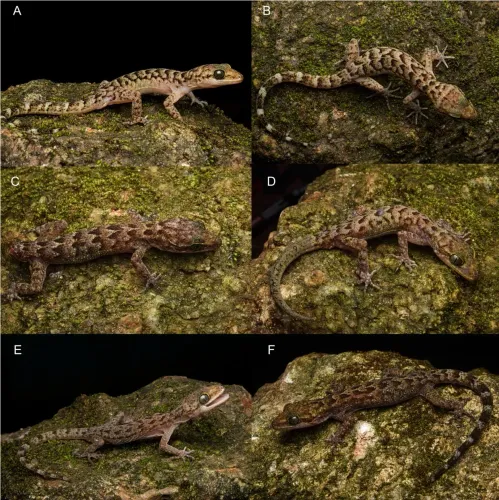 CM Himanta flags first Assam record of bent-toed gecko