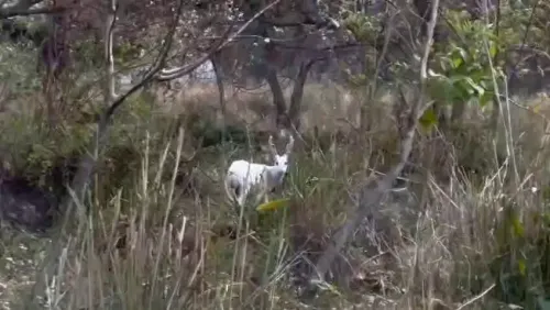 CM Himanta Flags Rare Albino Hog Deer at Kaziranga