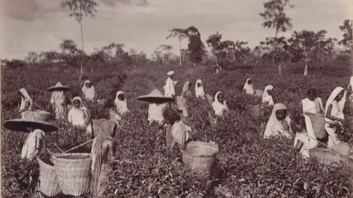 CM Himanta marks International Tea Day, hails Assam Tea's 200-year legacy