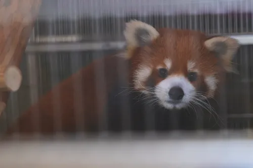 CM Himanta Reviews Care of 3 Rescued Red Pandas at Assam Zoo