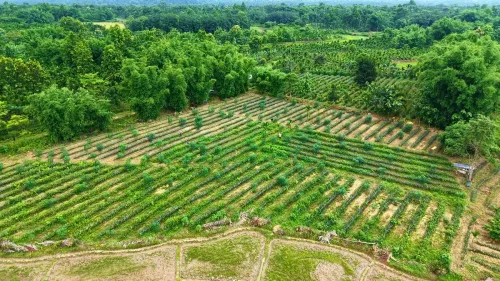 CM Himanta Takes Viewers to Assam's Organic Pineapple Fields