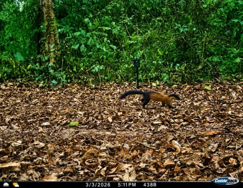 CM Himanta's Assam Hails Yellow-Throated Marten Find at Kaziranga