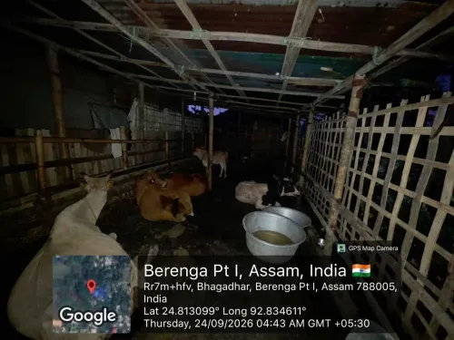 CM Himanta's Assam Police Bust 125 Cattle, Arrest 6 Smugglers