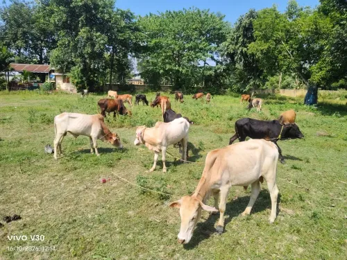 CM Himanta's Darrang Police Rescues 21 Cattle From Smugglers