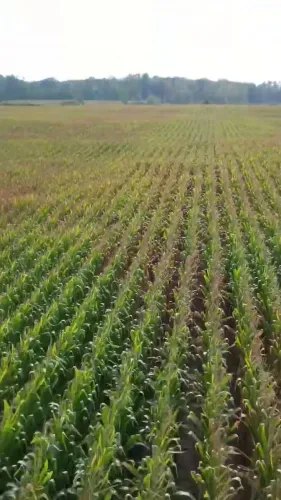CM Mohan Yadav Pushes Farmer Income Steps in MP