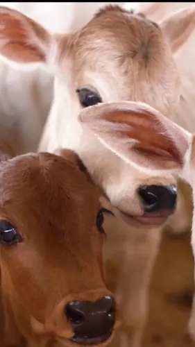 CM Mohan Yadav Pushes MP Toward Prosperity via Cow Conservation