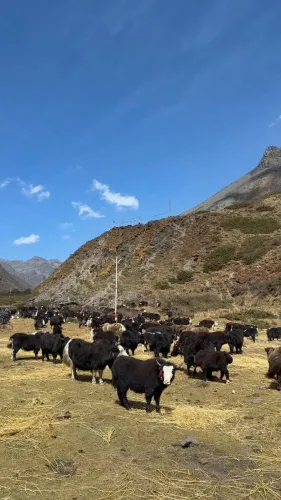 CM Pema Khandu flags Yak Economy Summit 2026 at Mago