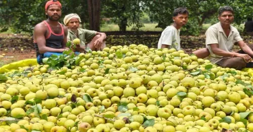 CM Sai Pushes Horticulture Shift in Chhattisgarh Tribal Belts
