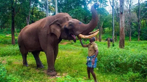 What New Developments Are Happening at TN's Second Mahout Village in Anamalai Tiger Reserve?