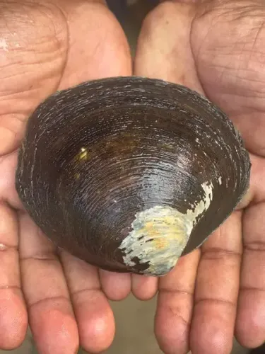 Has CMFRI Achieved a Breakthrough in Mangrove Clam Restoration?