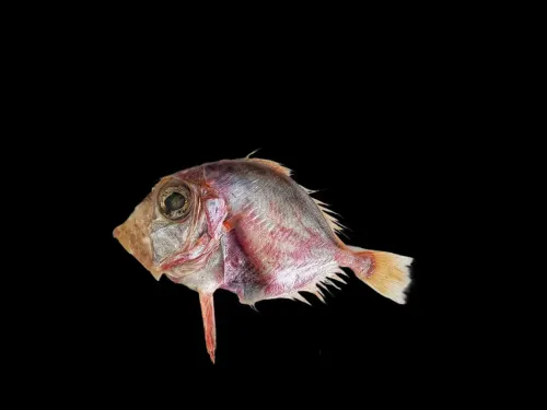 CMFRI discovers new deep-sea fish species Cyttopsis indica in Arabian Sea