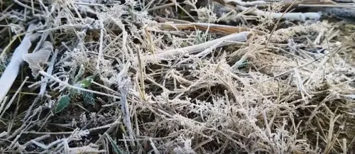 Is Rajasthan Facing an Intense Cold Wave with Lunkaransar at Near-Freezing 0.3 Degrees Celsius?