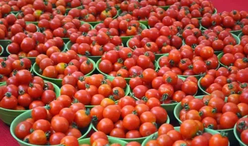 Tomato Price Collapse Forces Tamil Nadu Farmers to Cease Harvesting
