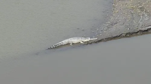 Gharial spotted at Kaziranga National Park in major conservation win