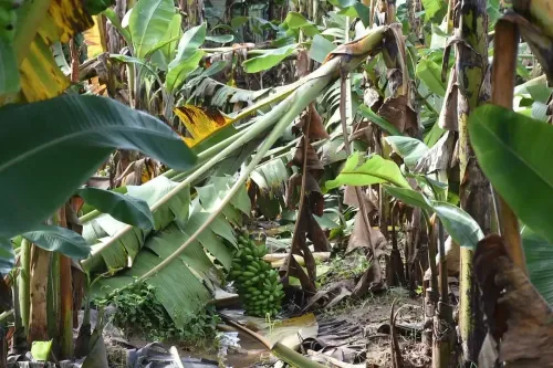How is Cyclone Ditwah Affecting Banana Farmers in TN's Mayiladuthurai?
