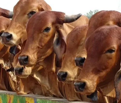 How Will the Dairy Sector Benefit from Projects Worth Rs 947 Crore?