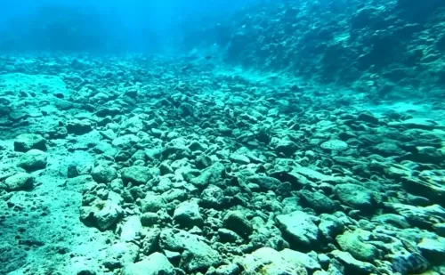 दक्षिण चीन सागर की समुद्री पारिस्थितिकी 2025 में स्थिर, 66 बहाली परियोजनाओं पर ₹5 अरब युआन खर्च