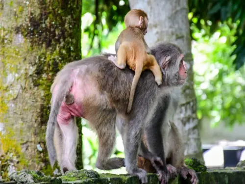 Why Did the Darjeeling Civic Body Ban Feeding Monkeys in Town?