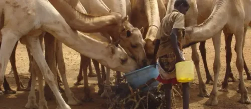 What is the Latest on the Rift Valley Fever Outbreak in Senegal?