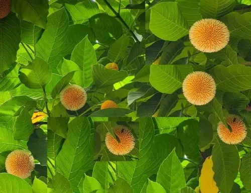 कदम वृक्ष: श्रीकृष्ण को प्रिय इस पेड़ के औषधीय गुण और स्वास्थ्य लाभ