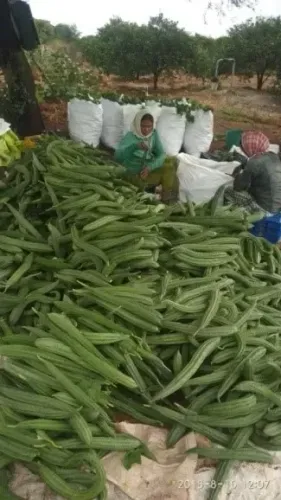 क्या तोरई डायबिटीज और त्वचा रोगों का समाधान है?