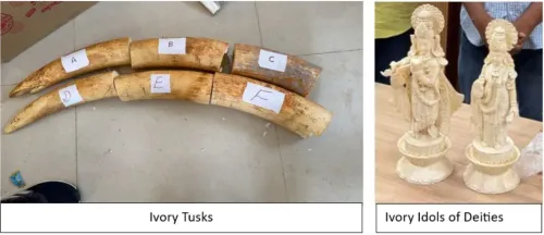 DRI busts wildlife trafficking syndicate, seizes 440 items, arrests 33