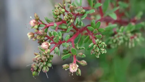 क्या दूधी अस्थमा, पेट और त्वचा के लिए चमत्कारी औषधीय पौधा है? जानिए घरेलू उपाय