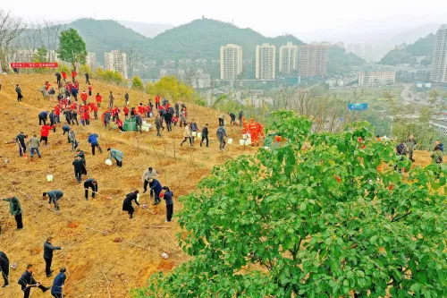 चीन बना दुनिया में सबसे तेजी से हरियाली बढ़ाने वाला देश