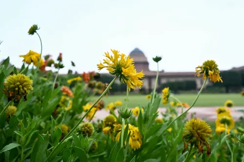 New Delhi: Amrit Udyan in bloom