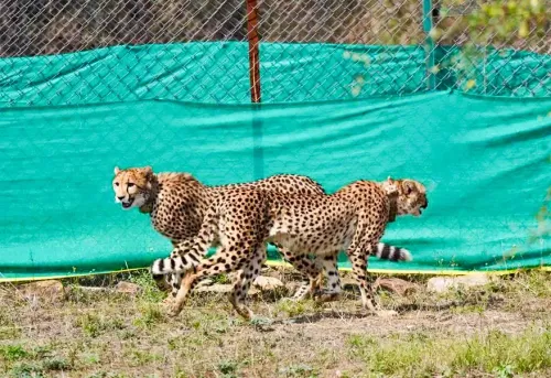 Sheopur: Bhupender Yadav introduces cheetahs from Botswana into a quarantine area at Kuno National Park