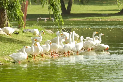 झील किनारे बत्तखों का गर्मी से बचाव