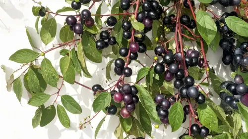 नीलबड़ी: एक औषधीय झाड़ी जो सेहत के लिए है अद्भुत