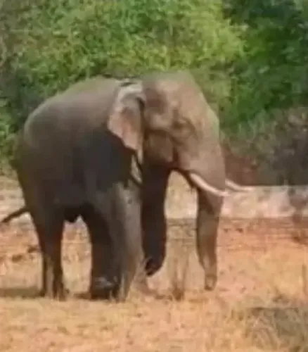 Wild Elephant Strays Into Ranchi Neighborhood, Claims One Life