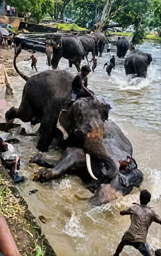 Dubare Camp elephant Marthanda dies after fight; tourist killed, camp shut