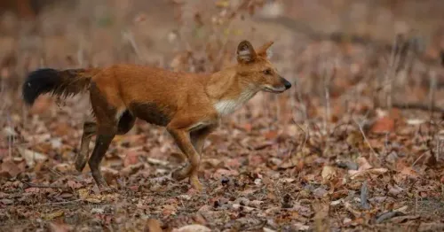 Endangered Dhole Returns to Kaziranga–Karbi Anglong Landscape