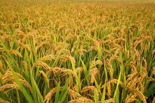 EOW Exposes Extensive Fraud in Madhya Pradesh's Paddy Procurement