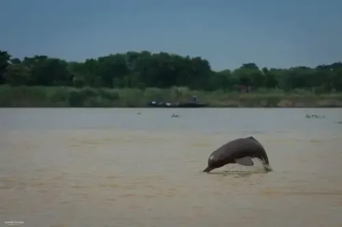Is the Estimation of Riverine Dolphins Starting in UP's Bijnor?