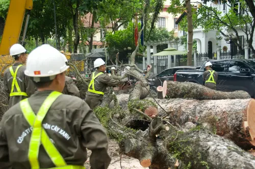 Hanoi: Workers Clear Fallen Trees After Typhoon