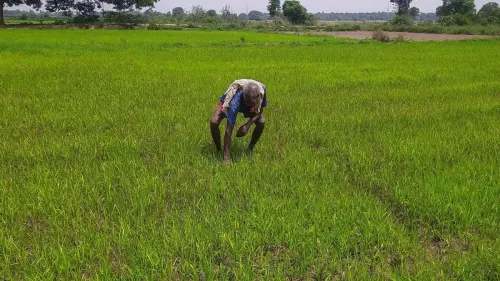 Are Samba Farmers in Tiruchi, TN, Facing Fertiliser Shortages?