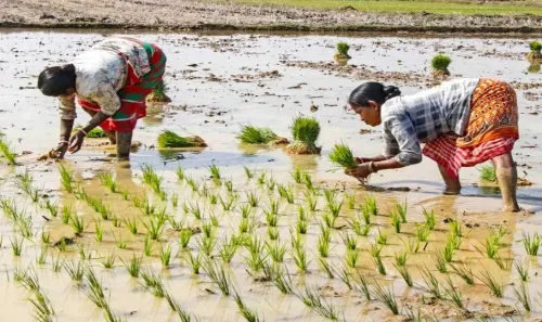 India's foodgrain, fertiliser stocks well above buffer norms: Centre