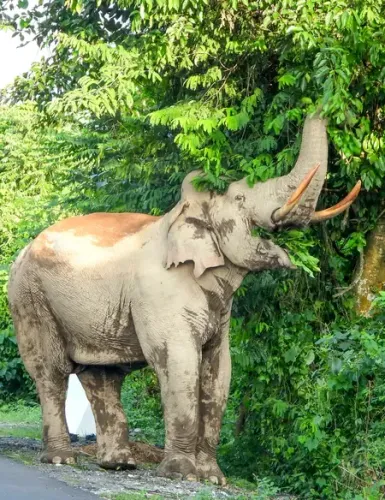 What Happened to the Forest Official in Kerala During the Tiger Census?