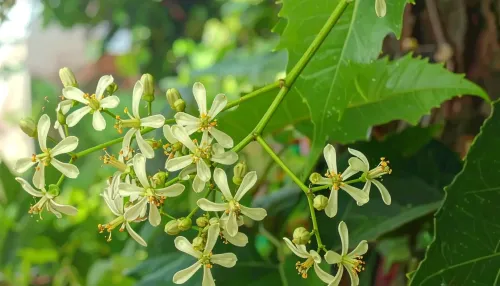 गर्मी में सेहत के लिए एक अनमोल वरदान: नीम के फूल